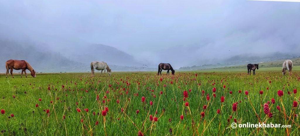 Relief compensation worth Rs 3.8 million to farmers affected by wildlife