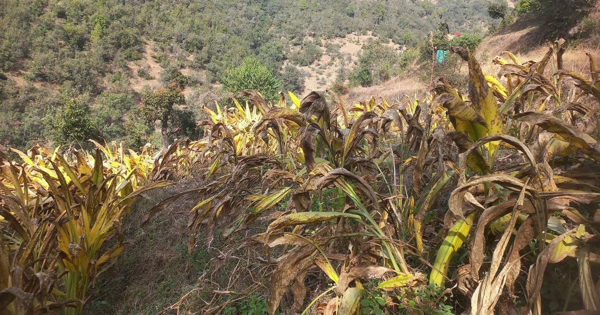 बैतडीका महिलाहरू व्यवसायीक रूपमा बेसार खेती गर्दै