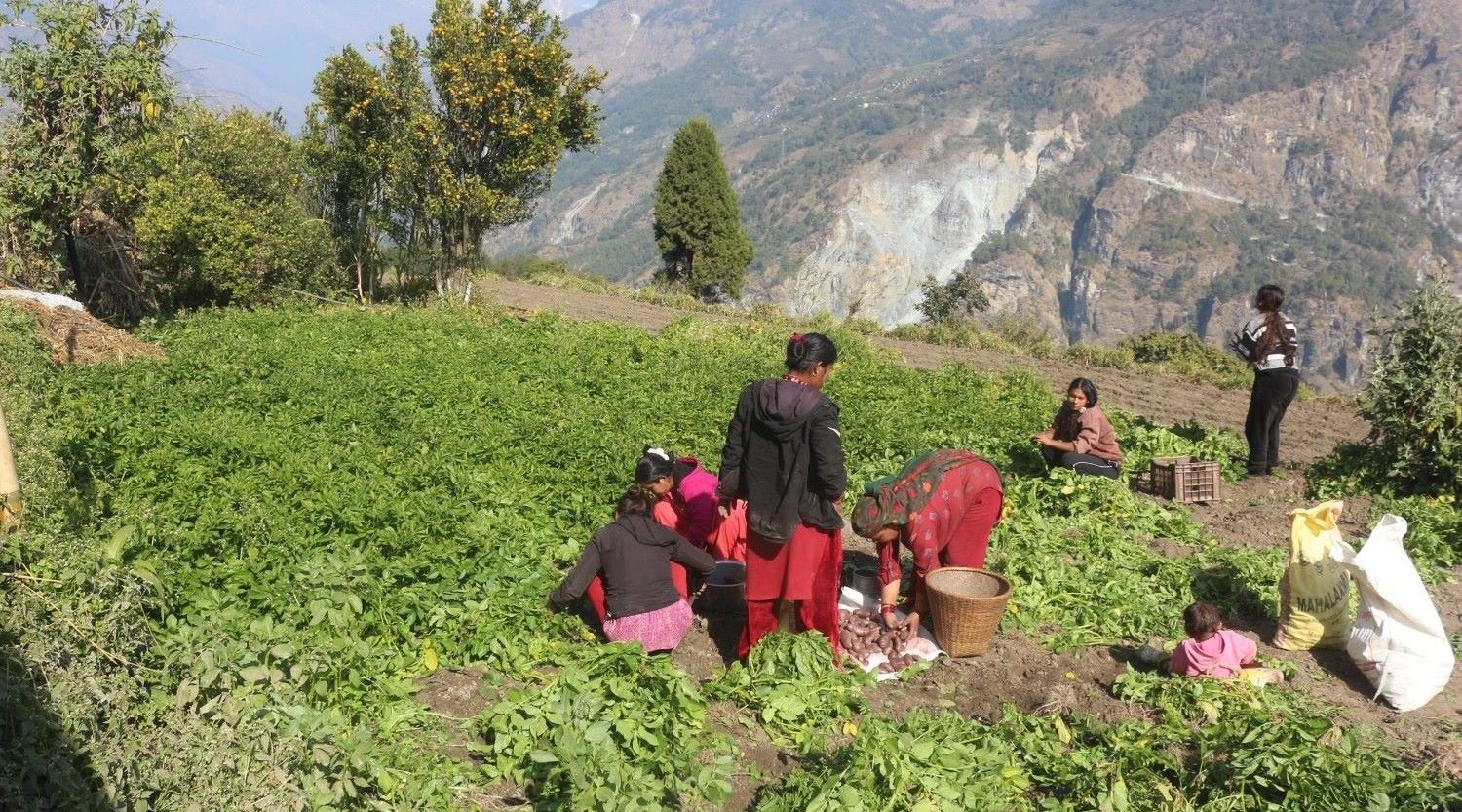 बेमौसमी आलु खेतीबाट मनग्य आम्दानी