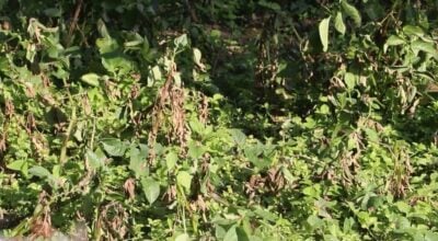 भोजपुरमा हिउँदे आलुमा डढुवाको सङ्क्रमण