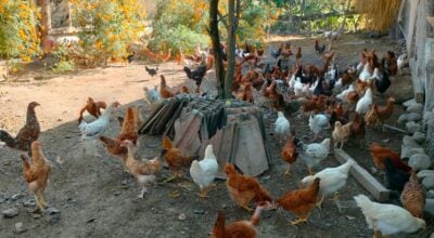 शुक्लाफाँटाका कुखुरा फार्ममा ‘फाउल पोक्स’को सङ्क्रमण