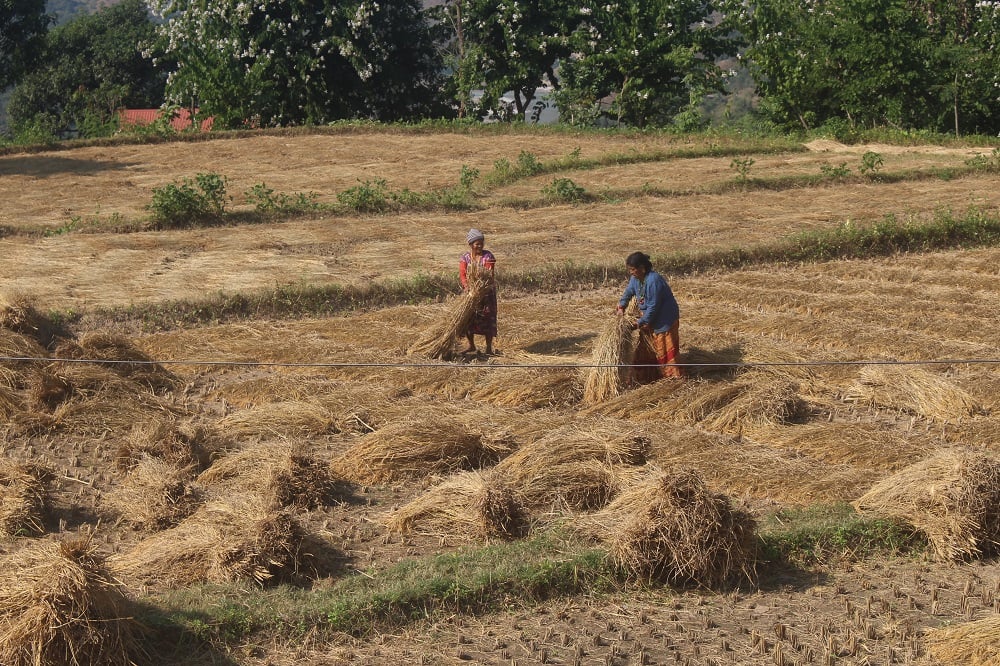 धनकुटामा धान उत्पादन घट्यो