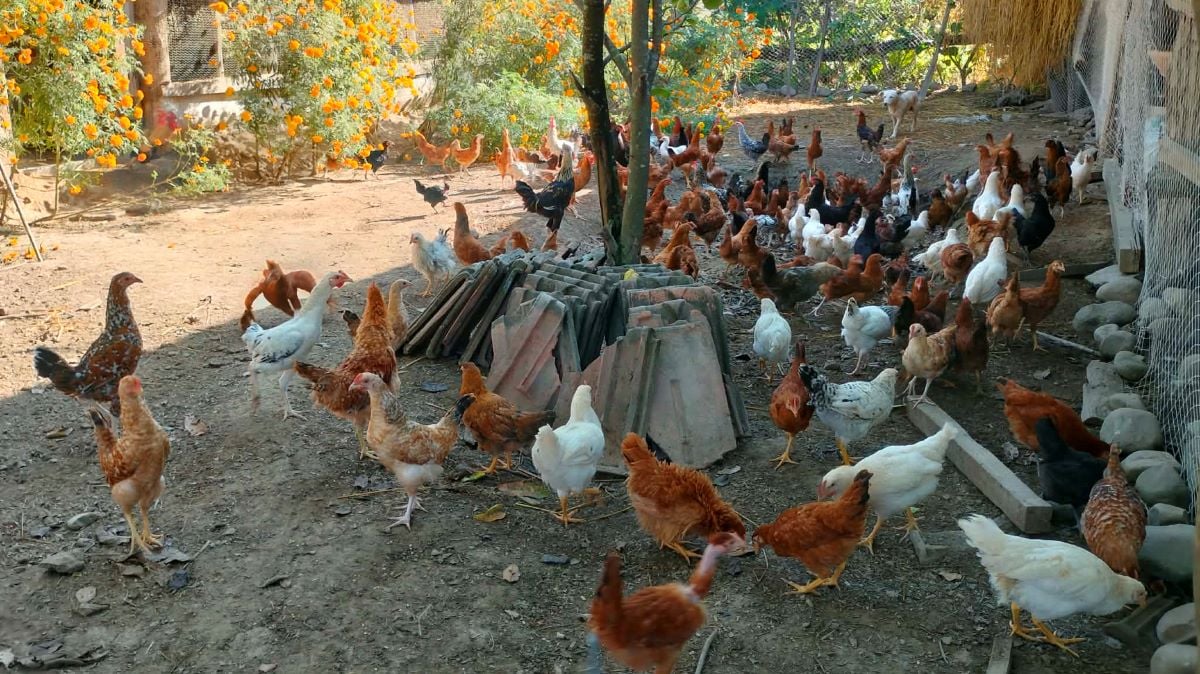 कुखुरामा देखिन थाल्यो ‘फाउल पोक्स’को संक्रमण, के हो यो?