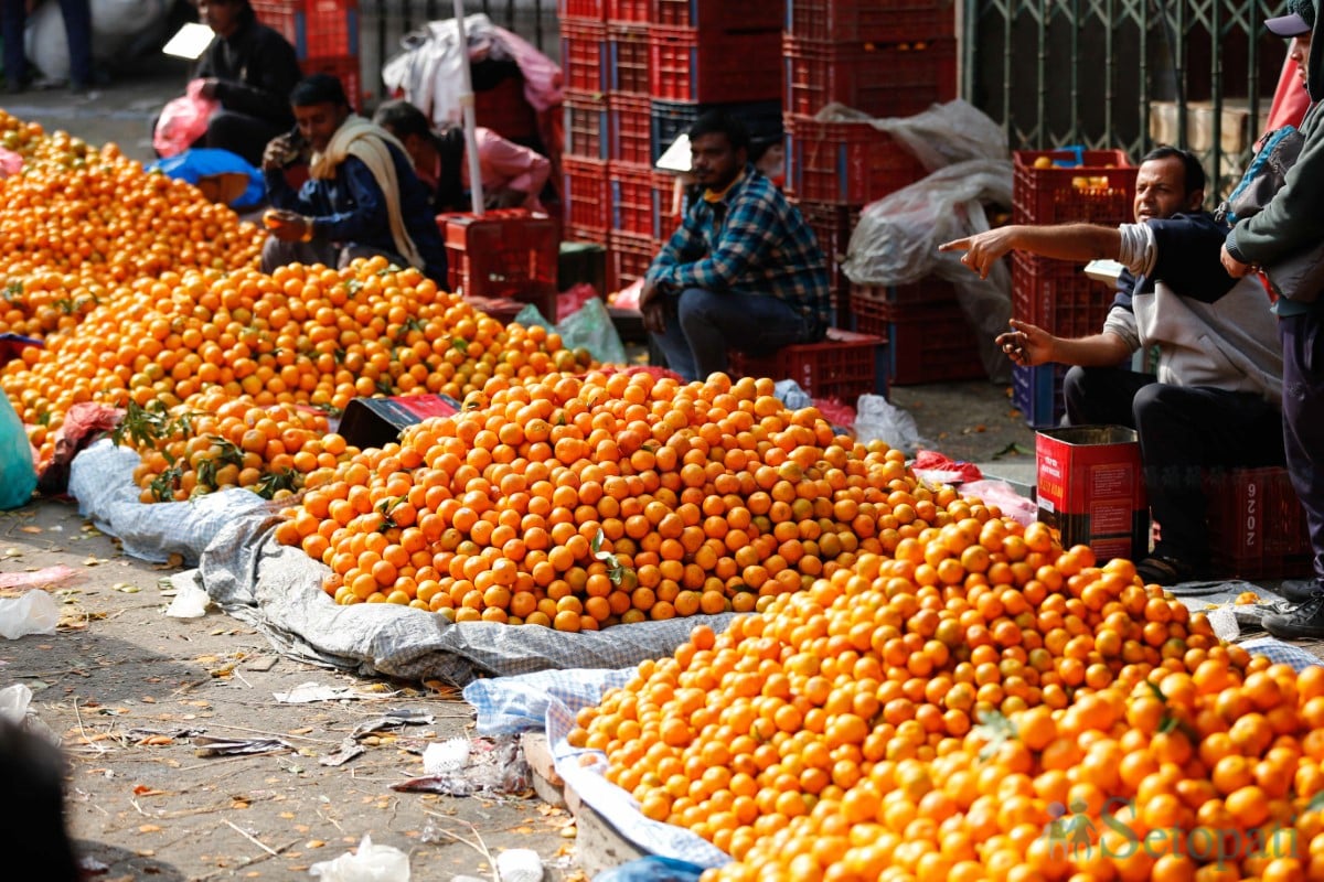 बजारमा स्वदेशी सुन्तलाको एकछत्र राज, यो बेला बिक्दैन विदेशी!