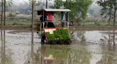 मेसिनबाट धान रोपाइँमा किसानको आकर्षण