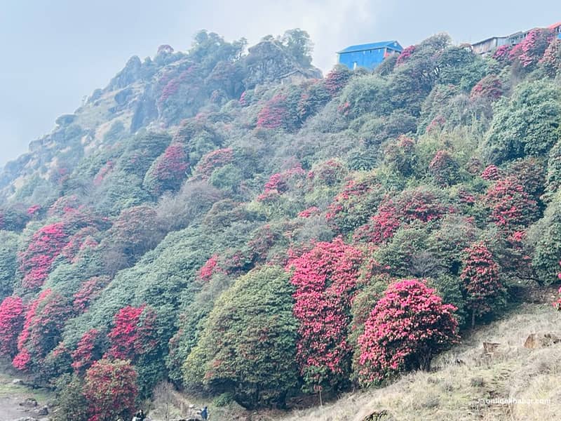 पाथीभरादेखि पाँचपोखरीसम्म राताम्यै गुराँस, बढ्दै पर्यटकीय आकर्षण (तस्वीरहरू)