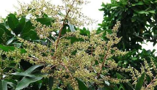 मधेस प्रदेशमा आँप उत्पादनमा वृद्धि हुने