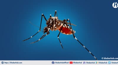 Dengue infection confirmed in Humla for the first time