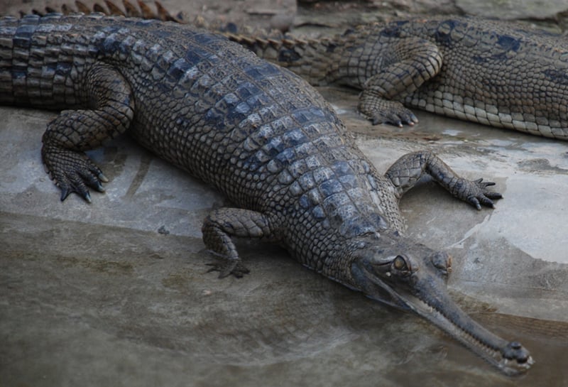 137 crocodiles released in Rapti river