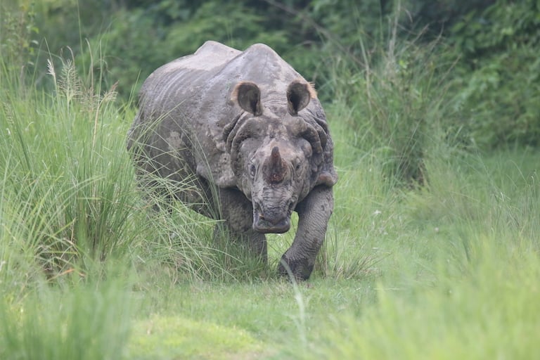 One killed in rhino attack