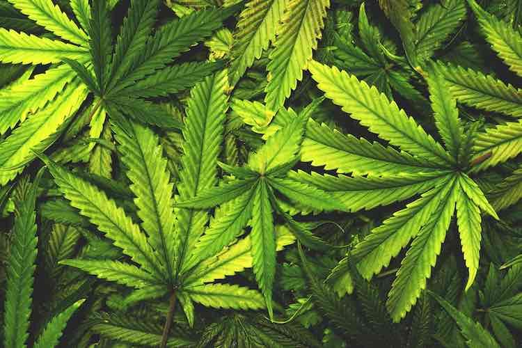 Indian national arrested with 8kg marijuana at TIA