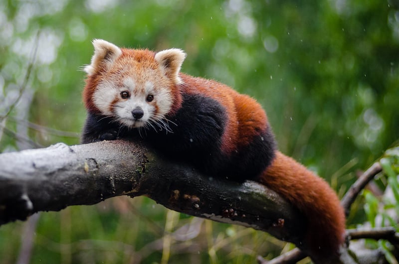 Third Red Panda Festival to be organised in Ilam on April 3-6