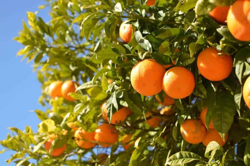 Annapurna Rural Municipality supplies oranges worth around Rs 40 million this year