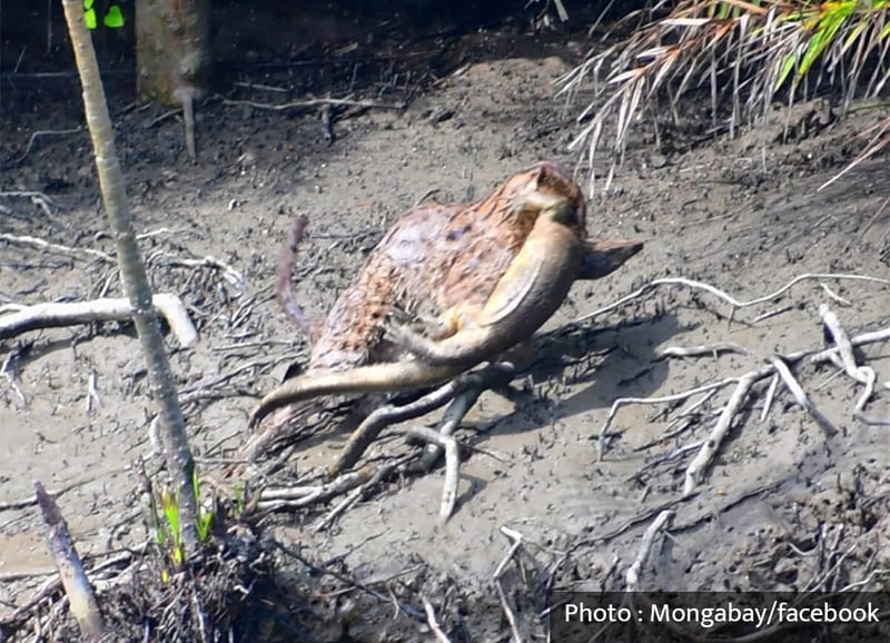 Conservationists concerned after fishing cat preys on monitor lizard