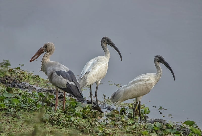 Number of water birds declines in Nepal, latest census shows