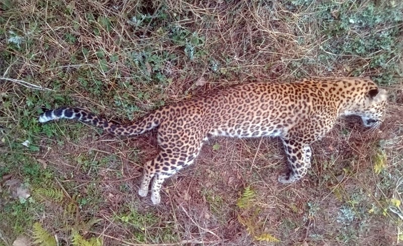 Leopard found dead in Makawanpur