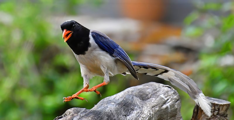 Red-billed Blue Magpie remains common but understudied