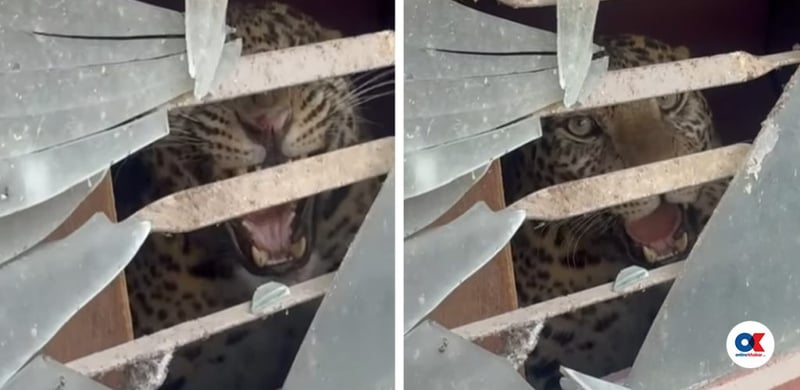 Leopard enters house in Tarakeshwar, 2 injured