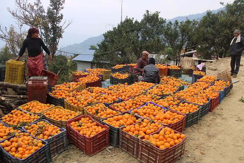 Baglung village sells oranges worth Rs 40 million