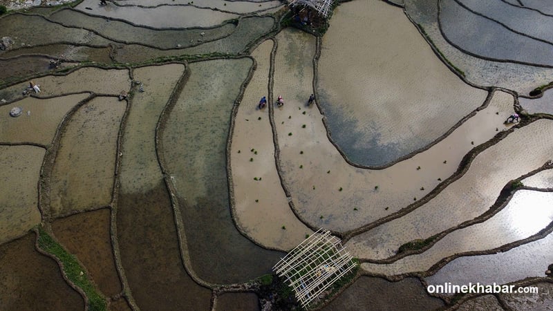 Chaité paddy plantation completed early in Panchthar as temperature rises (Photos)