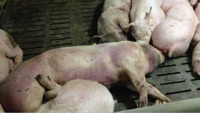 African swine flu kills 46 pigs in Parbat