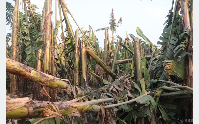 Storm damages bananas worth over 40 million in Chitwan