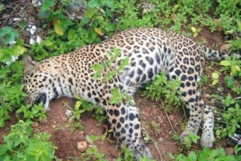 Leopard found dead in Makawanpur