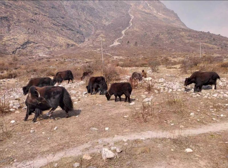 Climate change could destroy half of the world’s grazing land by 2100: Study