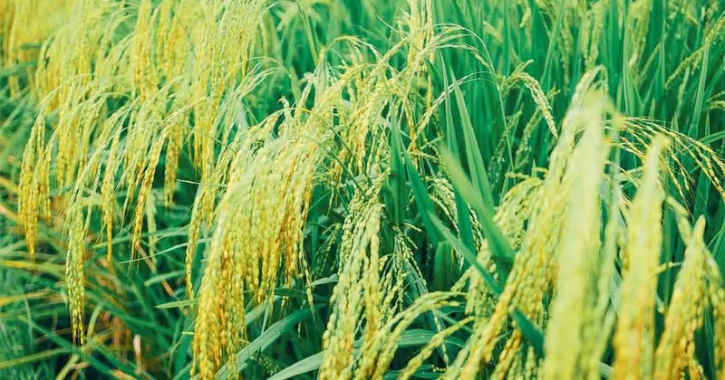 Paddy production declines in Rautahat