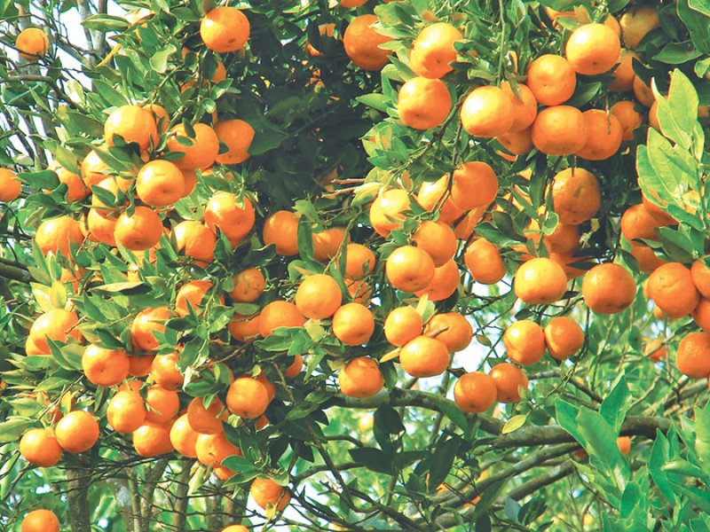 Annapurna Rural Municipality supplies oranges worth around Rs 40 million this year