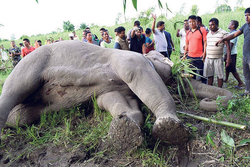 Wild elephant found dead in Jhapa