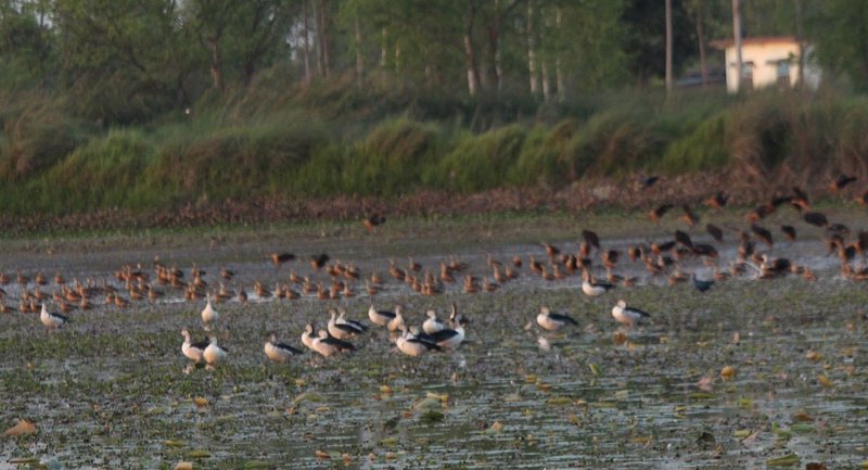 कञ्चनपुरमा आजदेखि जलपछी गणना