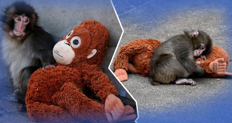 एउटा निर्जीव खेलौनाभित्र ‘आमा’ खोजिरहेको एउटा सानो प्राण !