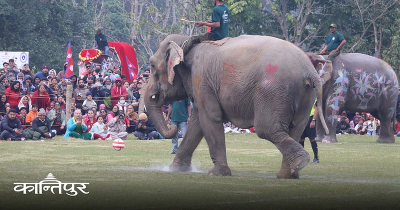 वनभोजमा 'बफे' शैलीमा हात्तीले खानेछन् आफूलाई मनपर्ने परिकार