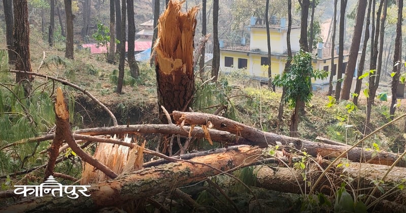 सल्लेरी राष्ट्रिय वनका पुराना रुखले स्थानीय सधैँ त्रसित