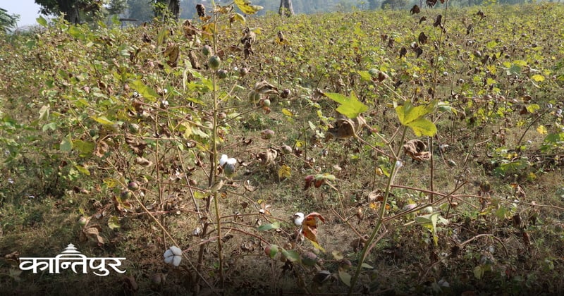 कपास खेती अब सम्झनामा मात्र बाँकी