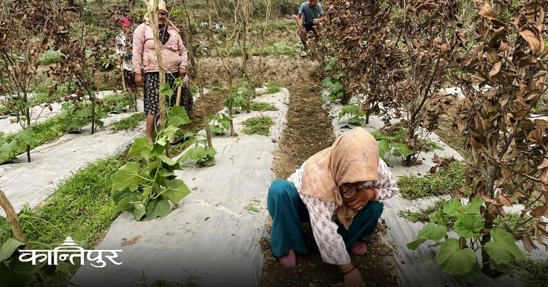 अनुदानमा पाएको काँक्राको बीउ नउम्रिँदा तिनाउका किसान मारमा