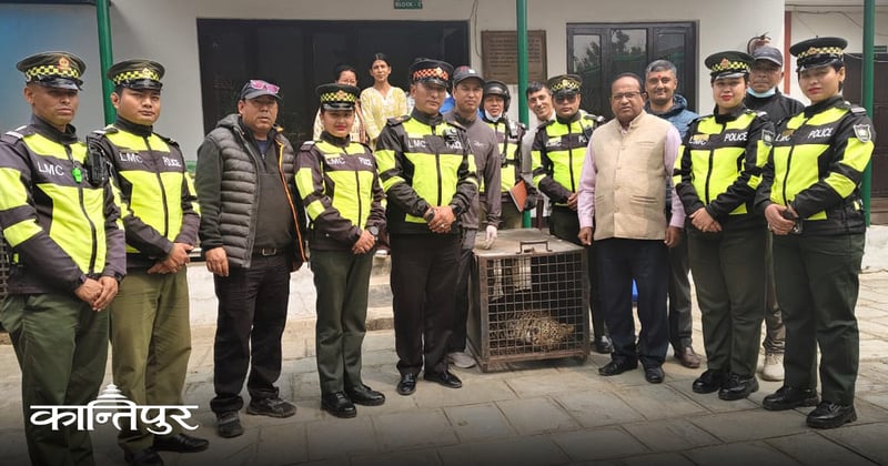 ललितपुरमा स्कुलको स्टोरबाट चितुवाको उद्धार