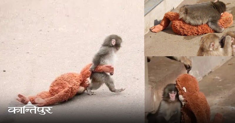 अनि, भाइरल भयो पन्च