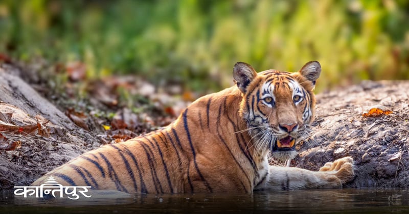 नेपालको बाघ संकट : एक सिर्जित प्रकोप