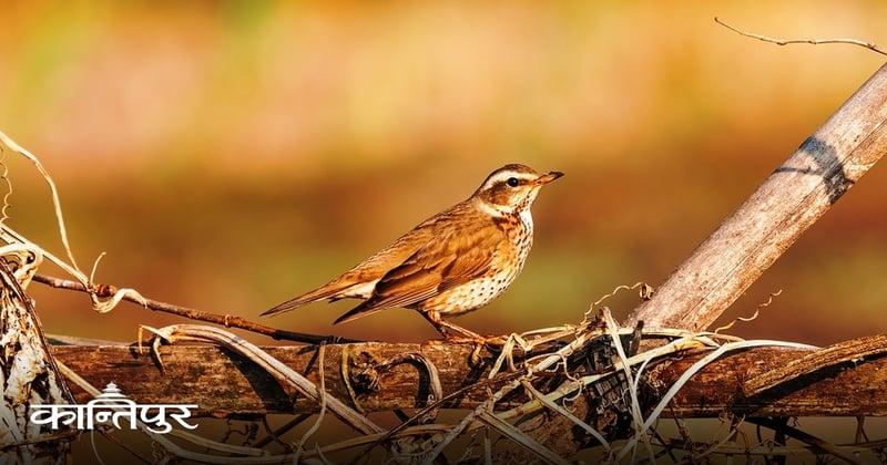 मनोहरा किनारमा भेटियो गेरुमुहार चाँचर चरा