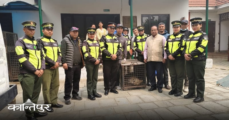 ललितपुरको कुसुन्तीबाट चितुवाको उद्धार