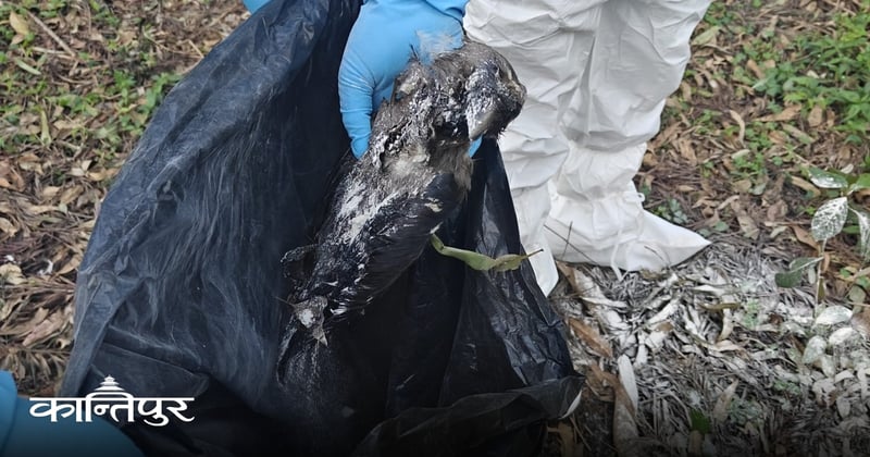 कीर्तिपुरमा मृत भेटिएका कागमा बर्डफ्लु पुष्टि