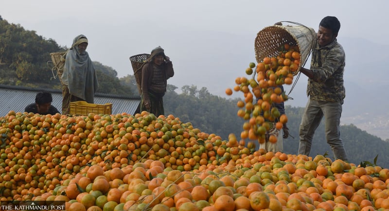 How oranges are transforming lives in Arghakhanchi