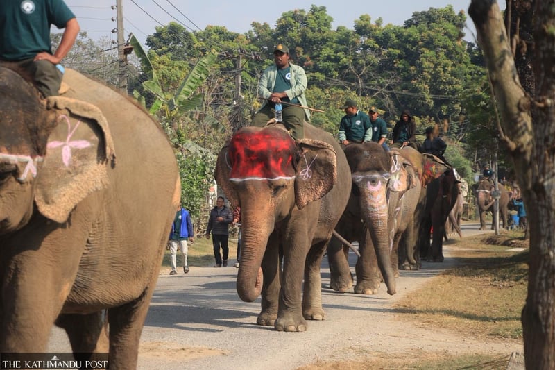 19th Elephant and Tourism Festival begins in Sauraha