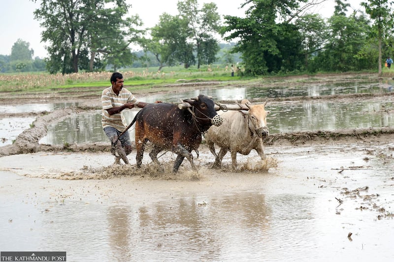 Parties promise farm revival, fertiliser production ahead of polls