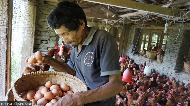 Poultry sector adds over Rs60.96 billion to Nepal’s economy annually