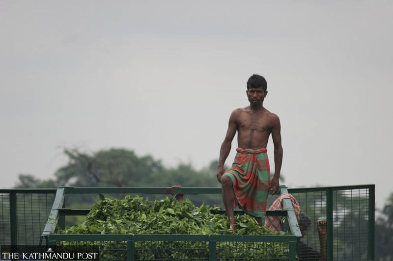 Nepali tea exporters in hot water as India toughens import rules