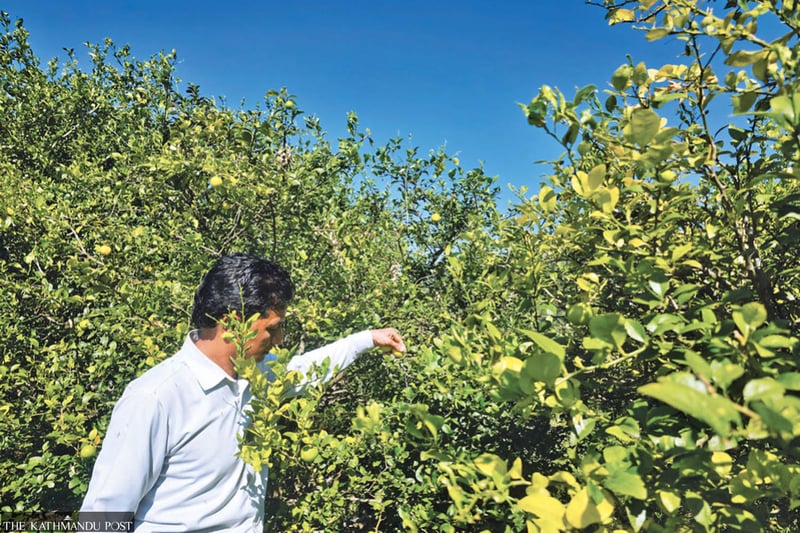 Wildlife drove farmers away, lemons bring them back