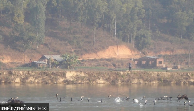 Farmers guard fish ponds to protect stock from migratory ducks